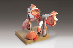 Male Genital Organs