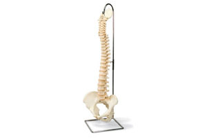 Spinal column