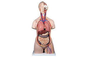 Deluxe Dual-Sex Torso with Opened Back 27-Part