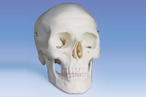 skull