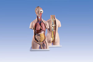 Classic Unisex Torso with Opened Back show whole nervous system 17-Part