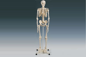 Skeleton