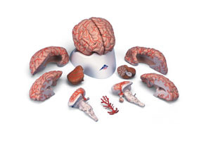 Deluxe Brain with Arteries 9-Part (natural size)