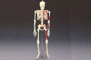 Painted Budget Bucky Skeleton