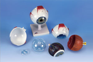 Classic 6 parts , 6 times enlarged eye ball model