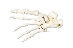 Foot